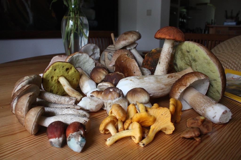 Luxury Apartment In Sumava Mountains Kristanov エクステリア 写真